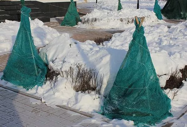 Koje biljke treba pokriti za zimu u zemlji u jesen: uvjeti za cvijeće, grmlje, četinjače, korišteni materijali i metode, dodatni uvjeti