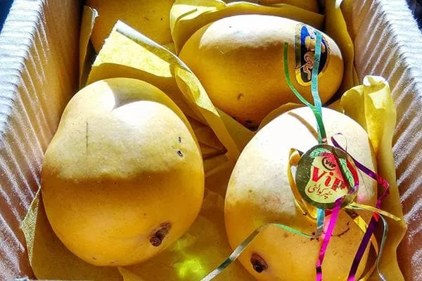 Kje in kako pravilno shraniti mango doma, da dozori: shranjevanje v hladilniku in v sobi