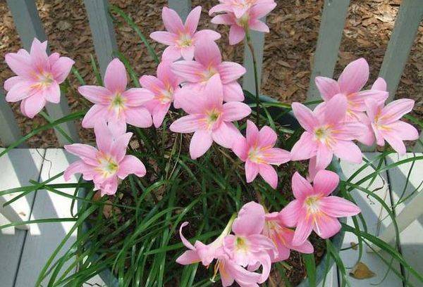 Zephyranthes doma - sajenje, vzrejo in nego