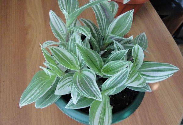 Tradescantia home care, reprodukcija, liječenje, savjeti