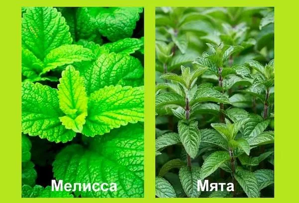 Каква е разликата между мента и маточина: колко лесно е да се разграничат растенията и защо е важно