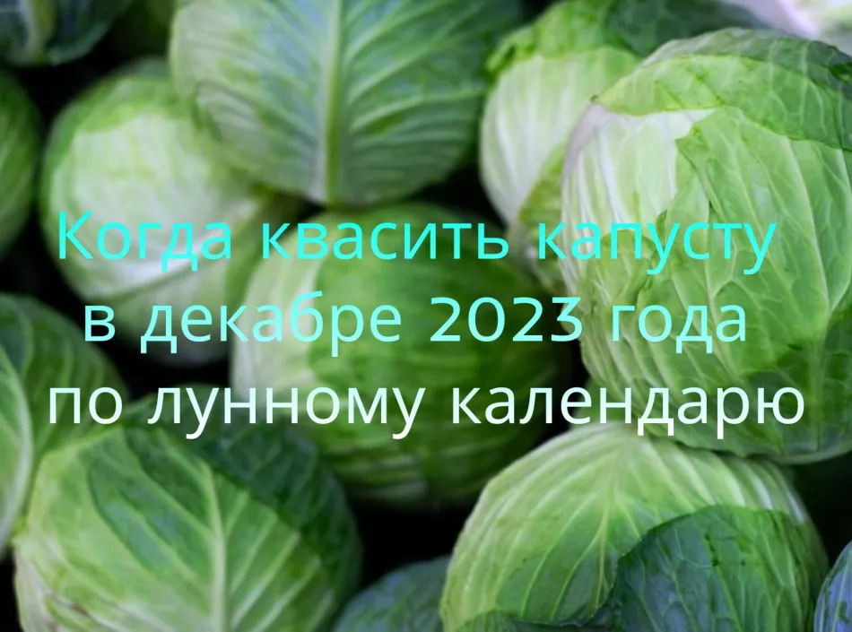 Коли солити капусту в грудні 2023 року, сприятливі дні за місячним календарем та астрологічними прогнозами, секрети смачної страви