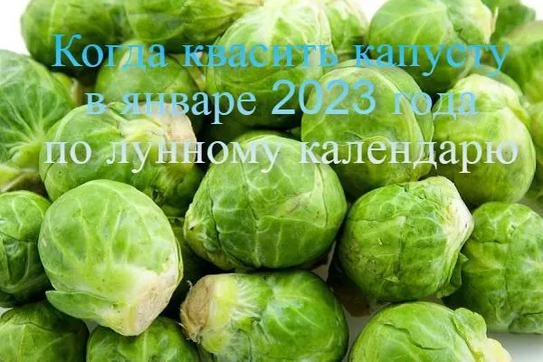 Кога да осолявате зелето през януари 2023 г., благоприятни дни според лунния календар и зодиака