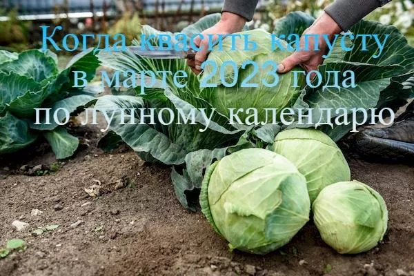 Коли солити капусту в березні 2023 року, сприятливі дні за місячним календарем та астрологічними прогнозами, секрети смачної страви