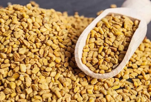 Fenugreek: kam dodati, katerim jedem in čemu je ta začimba